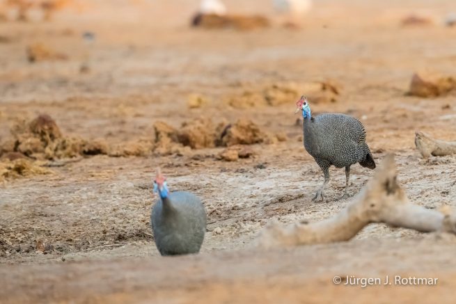 Botswana 09/2019 | Chobe River | Helmeted Guineafowl (Helmperlhuhn)