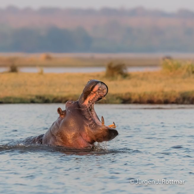 Botswana 09/2019 | Chobe River | Hippopotamus (Grossflusspferd)