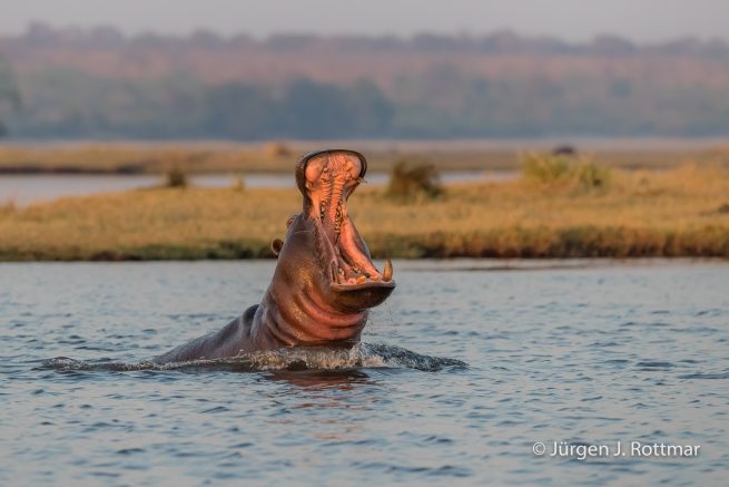 Botswana 09/2019 | Chobe River | Hippopotamus (Grossflusspferd)