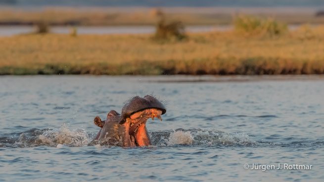 Botswana 09/2019 | Chobe River | Hippopotamus (Grossflusspferd)