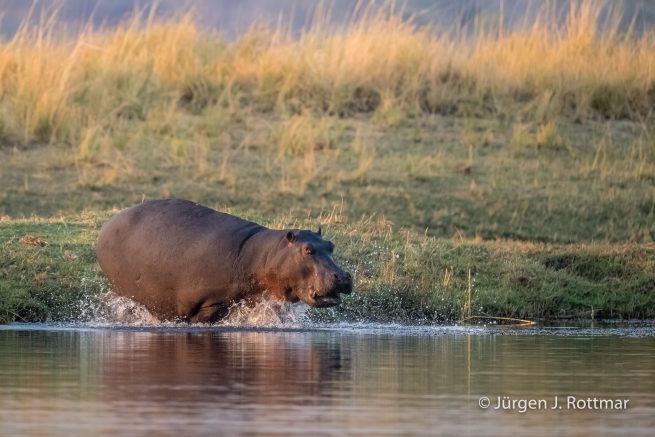 Botswana 09/2019 | Chobe River | Hippopotamus (Grossflusspferd)