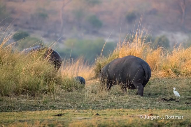 Botswana 09/2019 | Chobe River | Hippopotamus (Grossflusspferd)