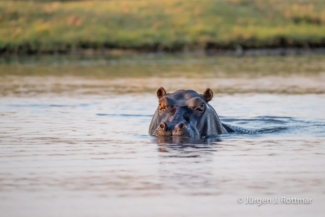 Botswana 09/2019 | Chobe River | Hippopotamus (Grossflusspferd)