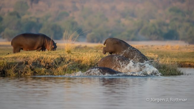 Botswana 09/2019 | Chobe River | Hippopotamus (Grossflusspferd)