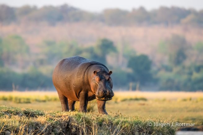 Botswana 09/2019 | Chobe River | Hippopotamus (Grossflusspferd)