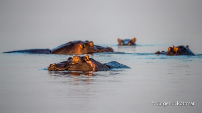 Botswana 09/2019 | Chobe River | Hippopotamus (Grossflusspferd)