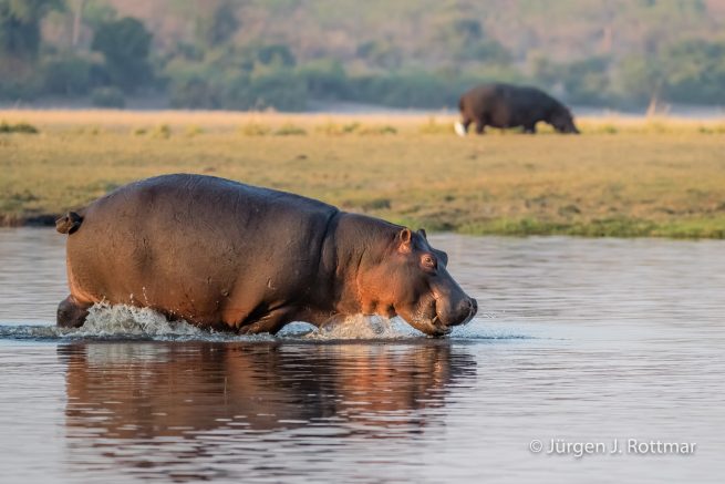Botswana 09/2019 | Chobe River | Hippopotamus (Grossflusspferd)