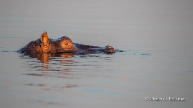 Botswana 09/2019 | Chobe River | Hippopotamus (Grossflusspferd)