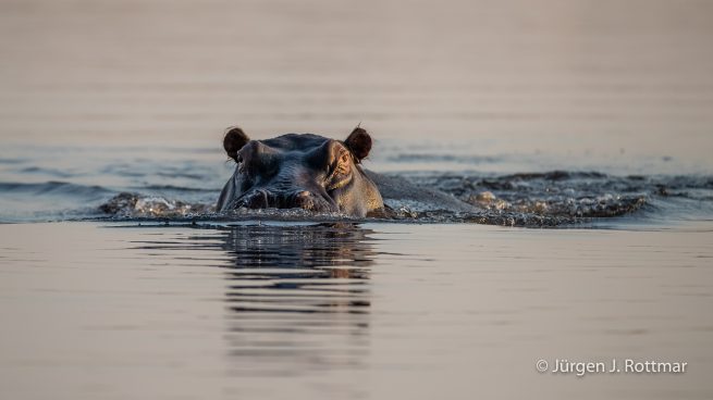 Botswana 09/2019 | Chobe River | Hippopotamus (Grossflusspferd)