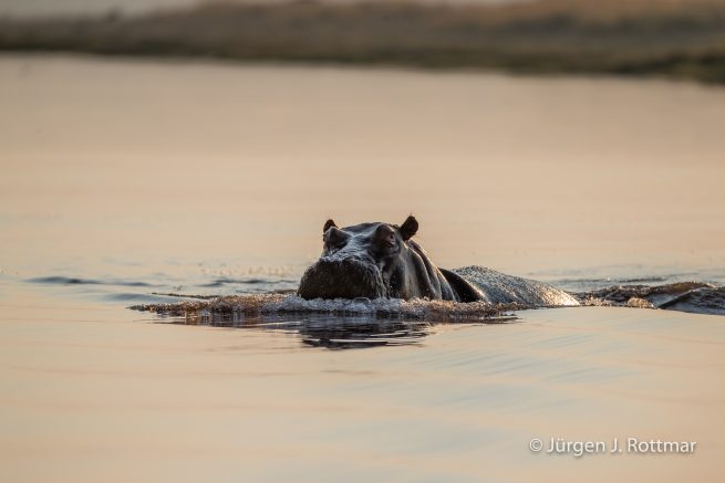 Botswana 09/2019 | Chobe River | Hippopotamus (Grossflusspferd)