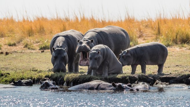 Botswana 09/2019 | Chobe River | Hippopotamus (Grossflusspferd)