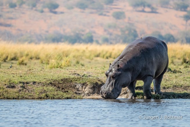Botswana 09/2019 | Chobe River | Hippopotamus (Grossflusspferd)