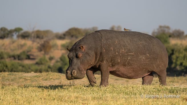 Botswana 09/2019 | Chobe River | Hippopotamus with Oxpecker (Grossflusspferd mit Rotschnabel-Madenhacker)