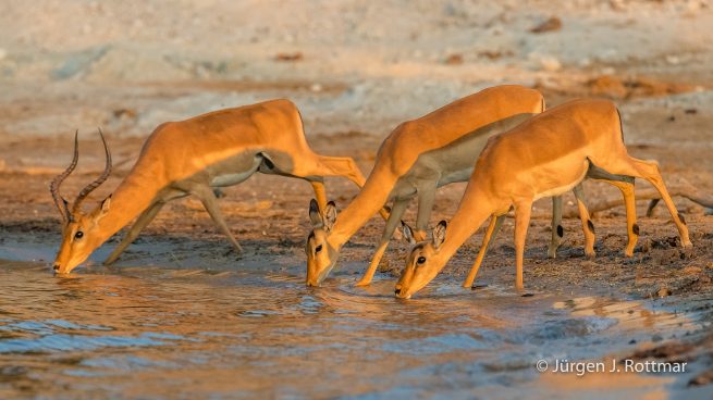 Botswana 09/2019 | Chobe River | Impala (Schwarzfersen-Antilope)
