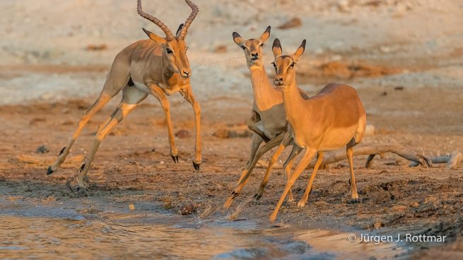 Botswana 09/2019 | Chobe River | Impala (Schwarzfersen-Antilope)