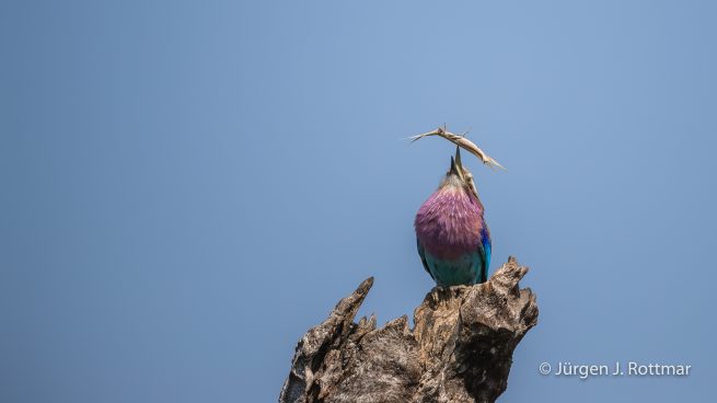 Botswana 09/2019 | Chobe River | Lilac-breasted Roller (Gabelracke)
