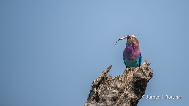 Botswana 09/2019 | Chobe River | Lilac-breasted Roller (Gabelracke)