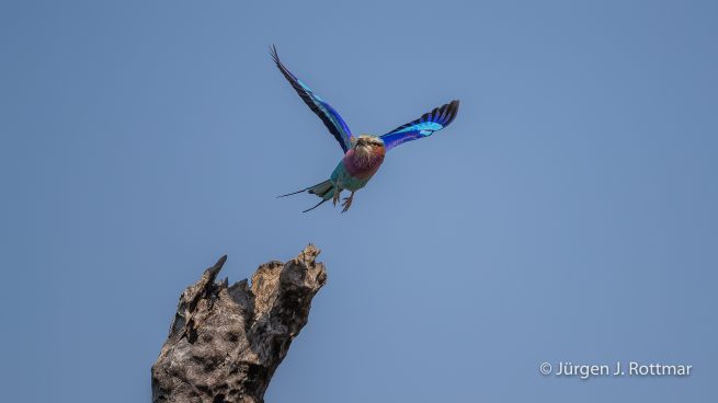 Botswana 09/2019 | Chobe River | Lilac-breasted Roller (Gabelracke)