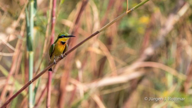 Botswana 09/2019 | Chobe River | Little Bee-eater (Zwergspint)