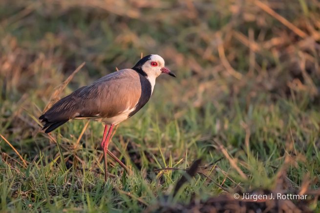 Botswana 09/2019 | Chobe River | Long-toed Lapwing (Langzehenkiebitz)