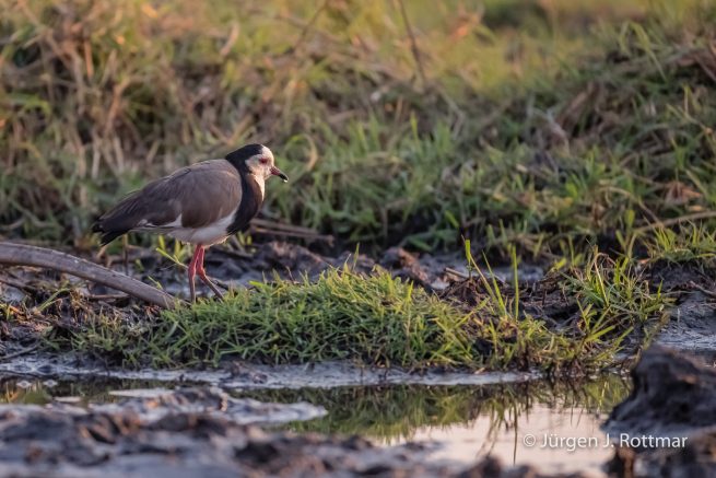 Botswana 09/2019 | Chobe River | Long-toed Lapwing (Langzehenkiebitz)