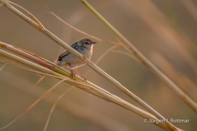 Botswana 09/2019 | Chobe River | Luapula Cisticola (Luapula Zistensänger)