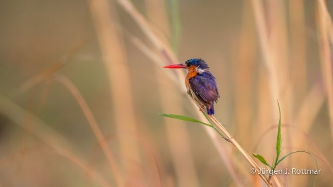Botswana 09/2019 | Chobe River | Malachite Kingfisher ( Malachiteisvogel)