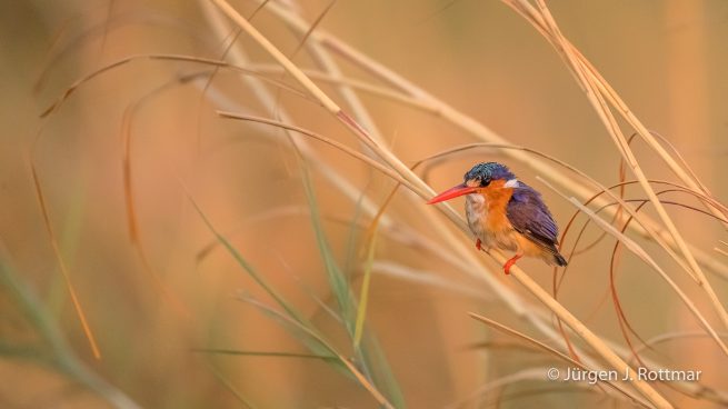 Botswana 09/2019 | Chobe River | Malachite Kingfisher ( Malachiteisvogel)