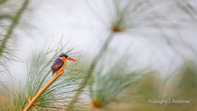 Botswana 09/2019 | Chobe River | Malachite Kingfisher ( Malachiteisvogel)