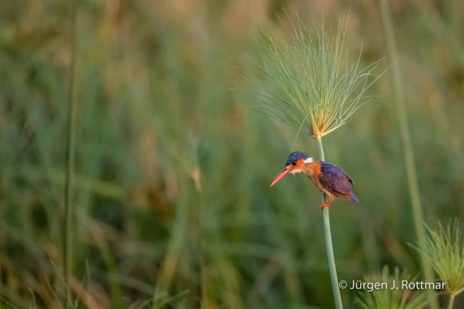 Botswana 09/2019 | Chobe River | Malachite Kingfisher ( Malachiteisvogel)