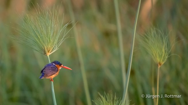 Botswana 09/2019 | Chobe River | Malachite Kingfisher ( Malachiteisvogel)