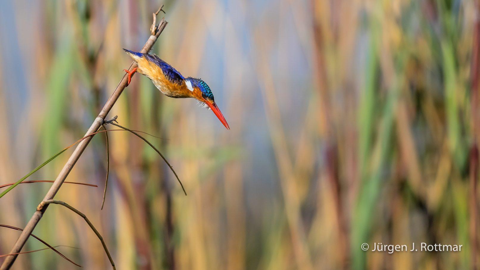 Botswana 09/2019 | Chobe River | Malachite Kingfisher (Malachiteisvogel)