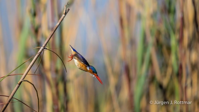 Botswana 09/2019 | Chobe River | Malachite Kingfisher (Malachiteisvogel)