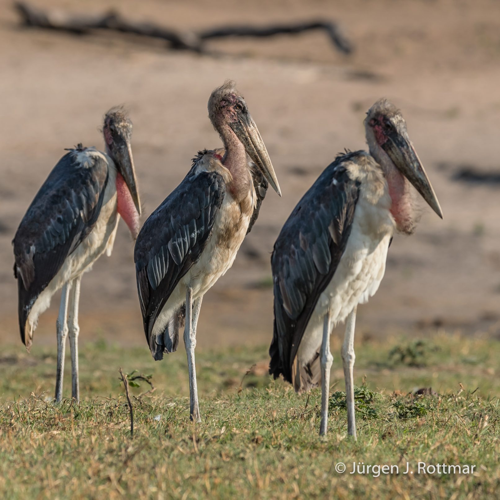 Botswana 09/2019 | Chobe River | Marabu Stork (Marabu)
