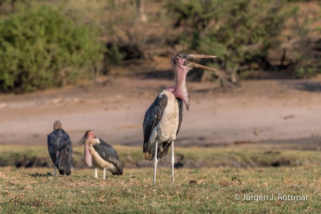 Botswana 09/2019 | Chobe River | Marabu Stork (Marabu)