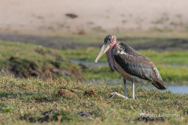 Botswana 09/2019 | Chobe River | Marabu Stork (Marabu)