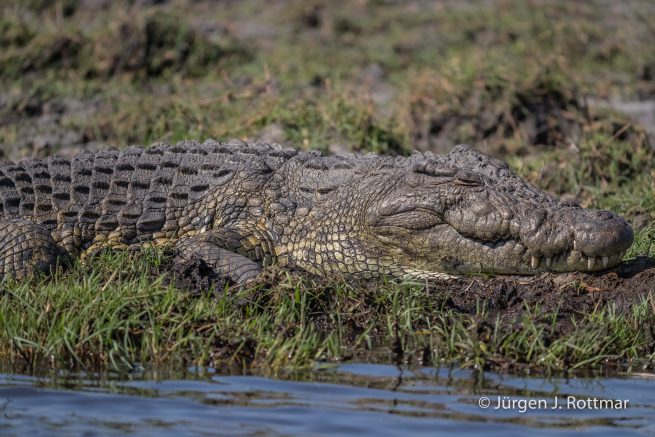 Botswana 09/2019 | Chobe River | Nile Crocodile (Nilkrokodil)