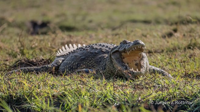 Botswana 09/2019 | Chobe River | Nile Crocodile (Nilkrokodil)