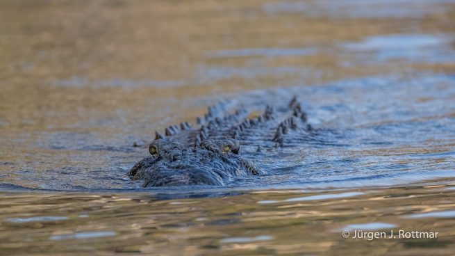 Botswana 09/2019 | Chobe River | Nile Crocodile (Nilkrokodil)