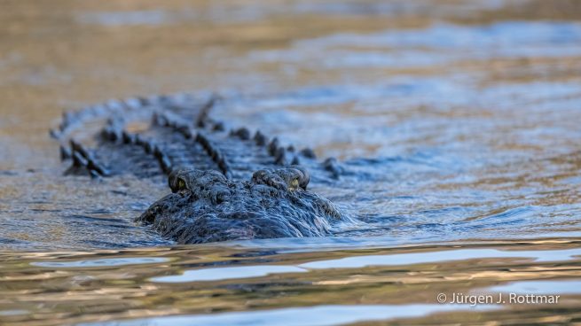 Botswana 09/2019 | Chobe River | Nile Crocodile (Nilkrokodil)