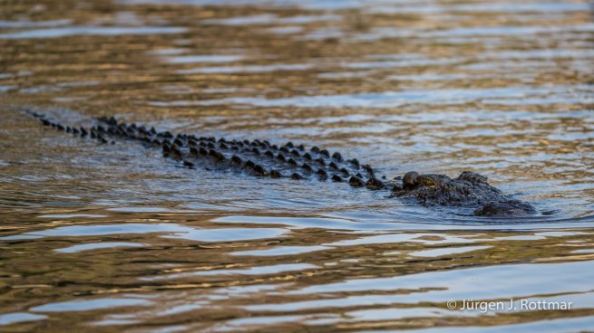 Botswana 09/2019 | Chobe River | Nile Crocodile (Nilkrokodil)
