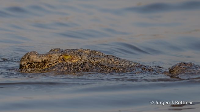 Botswana 09/2019 | Chobe River | Nile Crocodile (Nilkrokodil)