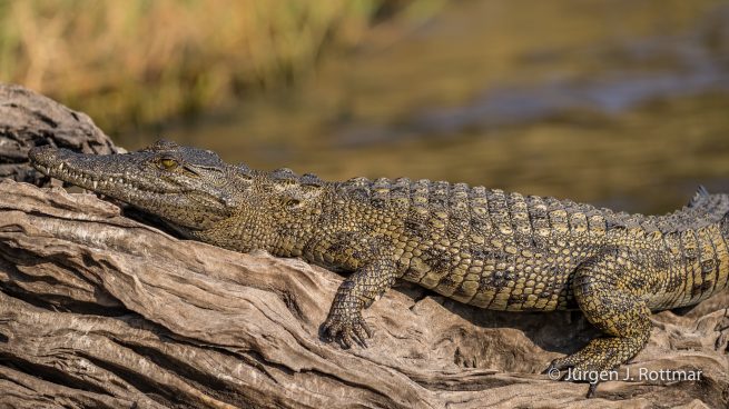 Botswana 09/2019 | Chobe River | Nile Crocodile (Nilkrokodil)