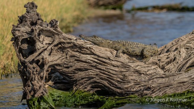 Botswana 09/2019 | Chobe River | Nile Crocodile (Nilkrokodil)