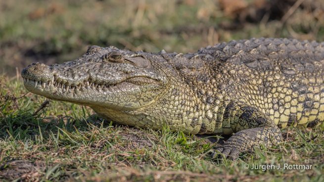 Botswana 09/2019 | Chobe River | Nile Crocodile (Nilkrokodil)