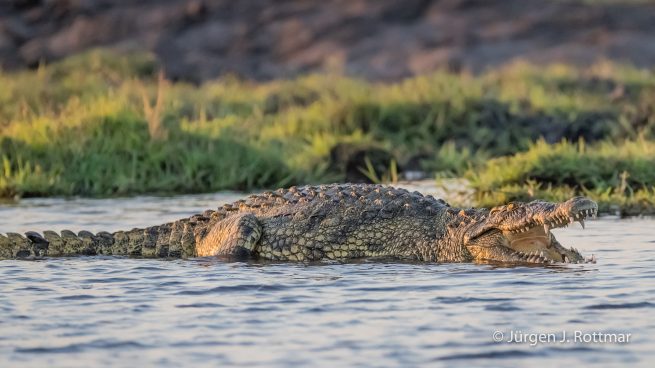 Botswana 09/2019 | Chobe River | Nile Crocodile (Nilkrokodil)