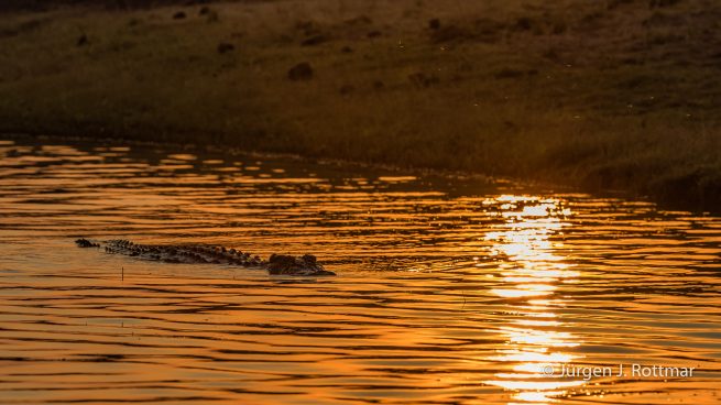 Botswana 09/2019 | Chobe River | Nile Crocodile (Nilkrokodil)