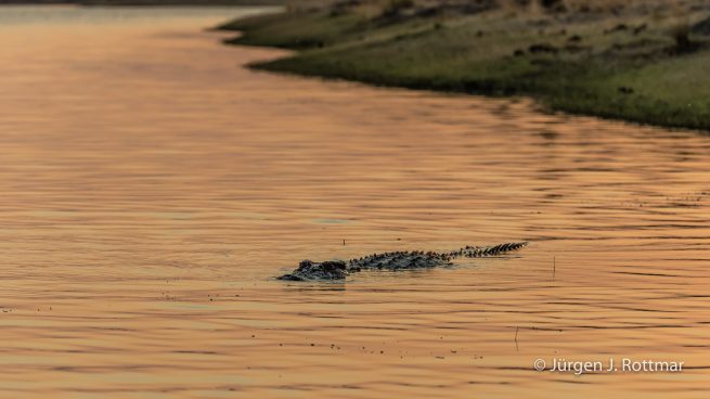 Botswana 09/2019 | Chobe River | Nile Crocodile (Nilkrokodil)