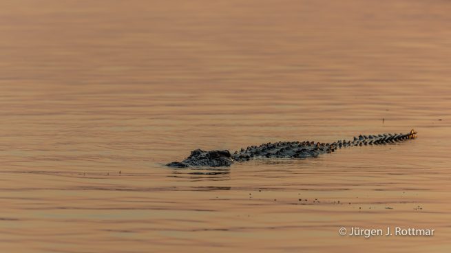 Botswana 09/2019 | Chobe River | Nile Crocodile (Nilkrokodil)