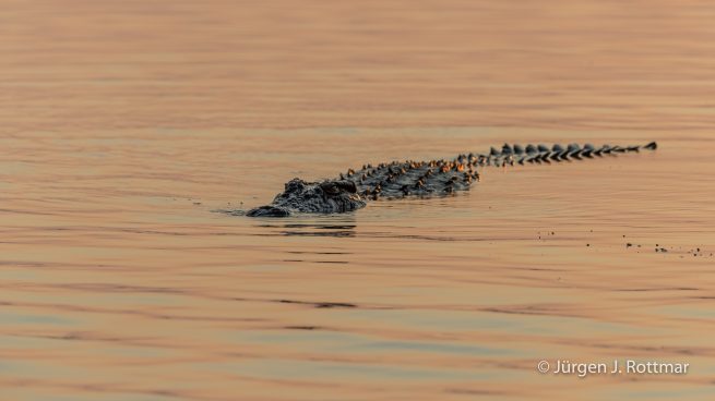 Botswana 09/2019 | Chobe River | Nile Crocodile (Nilkrokodil)